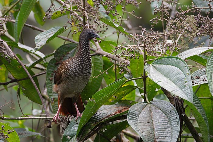 Speckled Chachalaca (Ortalis guttata) photo