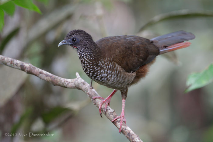 Speckled Chachalaca (Ortalis guttata) photo
