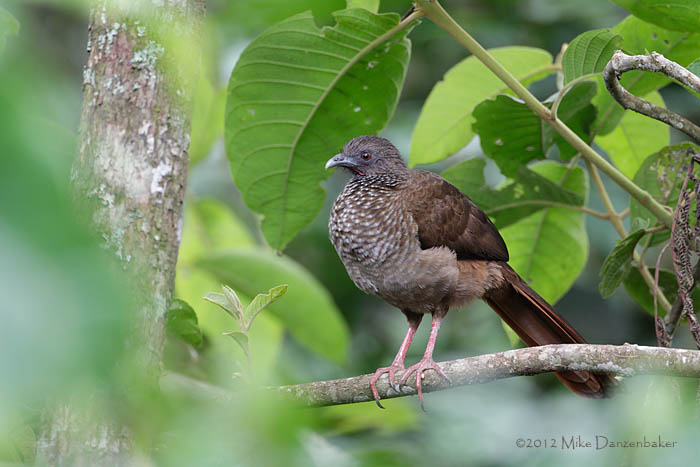 Speckled Chachalaca (Ortalis guttata) photo