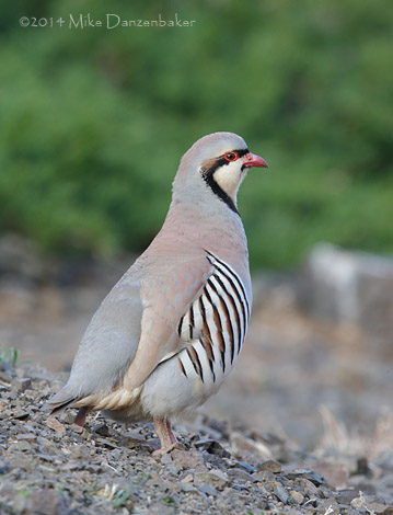 Chukar Partridge (Alectoris chukar) photo