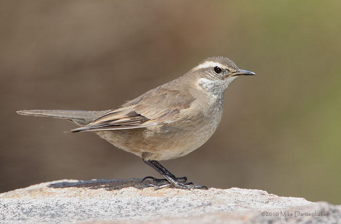 Bar-winged Cinclodes (Cinclodes fuscus) photo