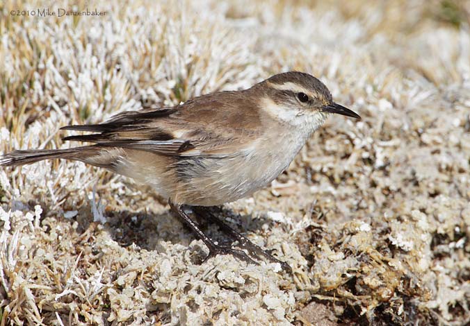Bar-winged Cinclodes (Cinclodes fuscus) photo