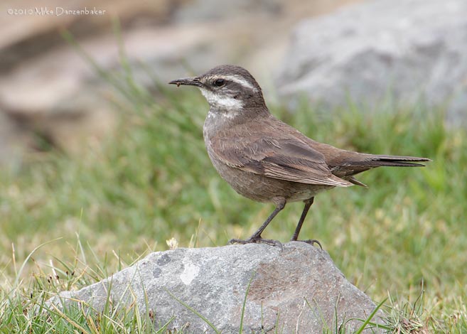 Gray-flanked Cinclodes (Cinclodes oustaleti) photo