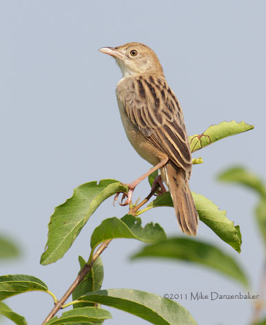 Croaking Cisticola (Cisticola natalensis) photo