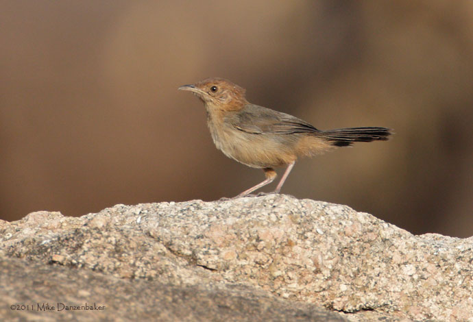 Rock-loving Cisticola (Cisticola emini) photo