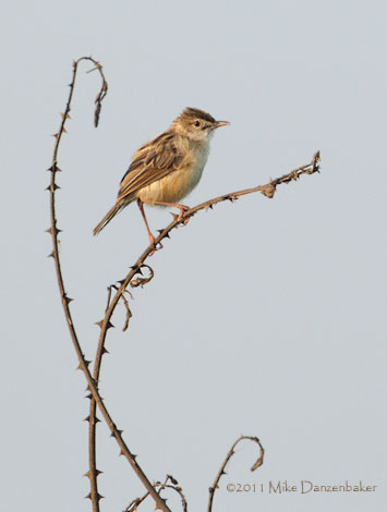 Short-winged Cisticola (Cisticola brachypterus) photo