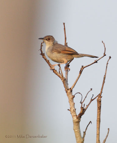 Singing Cisticola (Cisticola cantans) photo