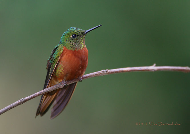 Chestnut-breasted Coronet (Boissonneaua matthewsii) photo