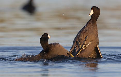 American Coot (Fulica americana) photo