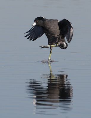 American Coot (Fulica americana) photo