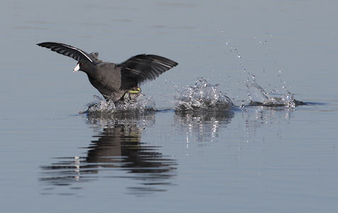 American Coot (Fulica americana) photo