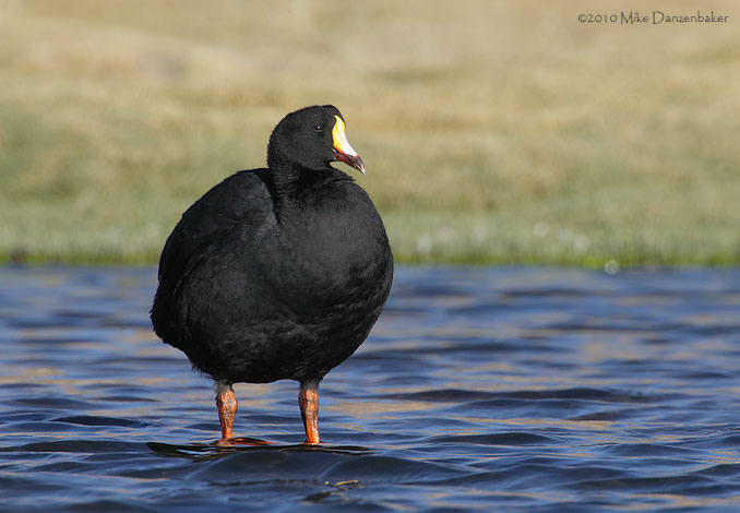 Giant Coot (Fulica gigantea) photo