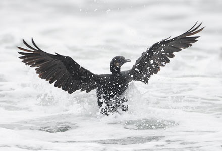 Brandt's Cormorant (Phalacrocorax penicillatus) photo