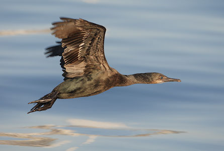 Brandt's Cormorant (Phalacrocorax penicillatus) photo