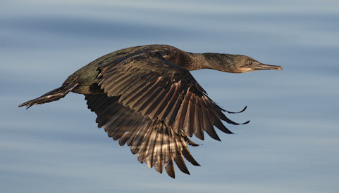 Brandt's Cormorant (Phalacrocorax penicillatus) photo