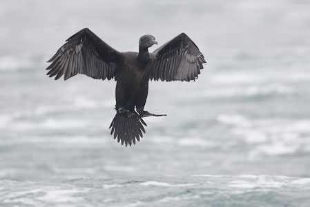 Brandt's Cormorant (Phalacrocorax penicillatus) photo