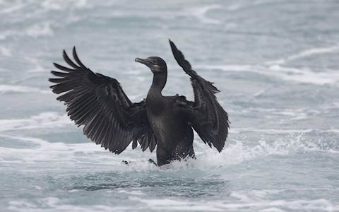 Brandt's Cormorant (Phalacrocorax penicillatus) photo