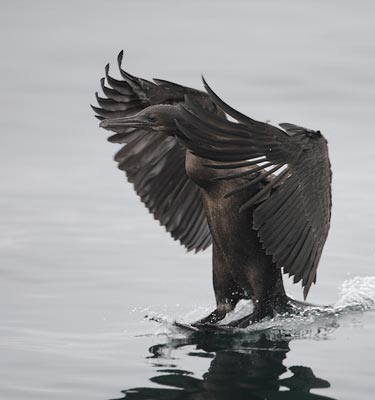 Brandt's Cormorant (Phalacrocorax penicillatus) photo