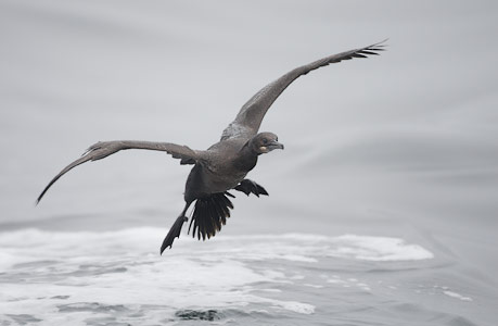 Brandt's Cormorant (Phalacrocorax penicillatus) photo