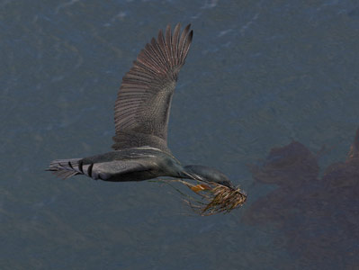 Brandt's Cormorant (Phalacrocorax penicillatus) photo