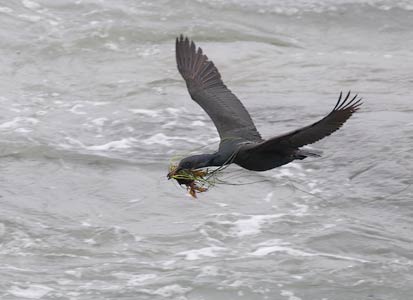 Brandt's Cormorant (Phalacrocorax penicillatus) photo