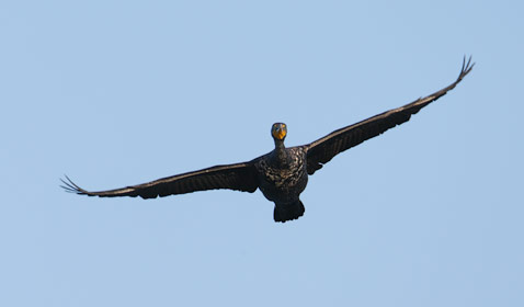 Double-crested Cormorant (Phalacrocorax auritus) photo