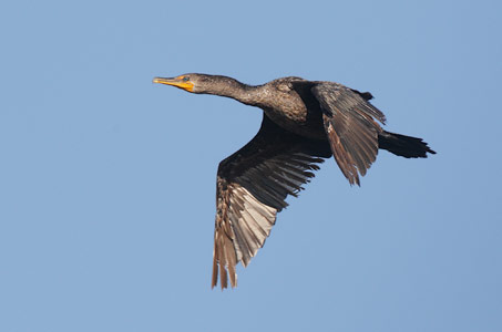 Double-crested Cormorant (Phalacrocorax auritus) photo