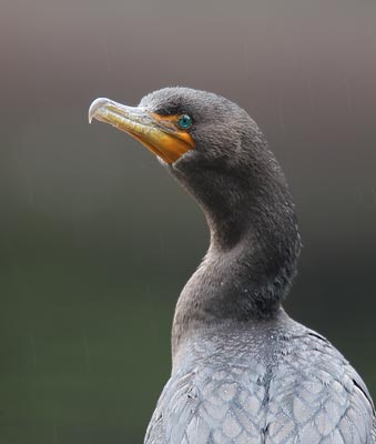 Double-crested Cormorant (Phalacrocorax auritus) photo