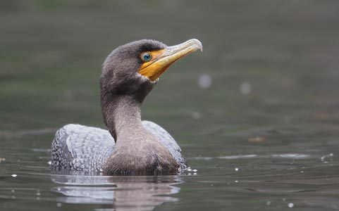 Double-crested Cormorant (Phalacrocorax auritus) photo