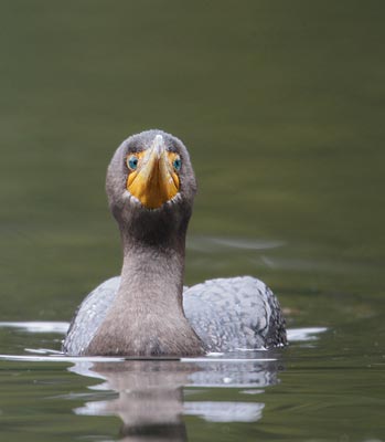 Double-crested Cormorant (Phalacrocorax auritus) photo