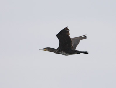 Great Cormorant (Phalacrocorax carbo) photo