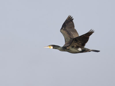 Great Cormorant (Phalacrocorax carbo) photo