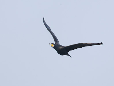 Great Cormorant (Phalacrocorax carbo) photo