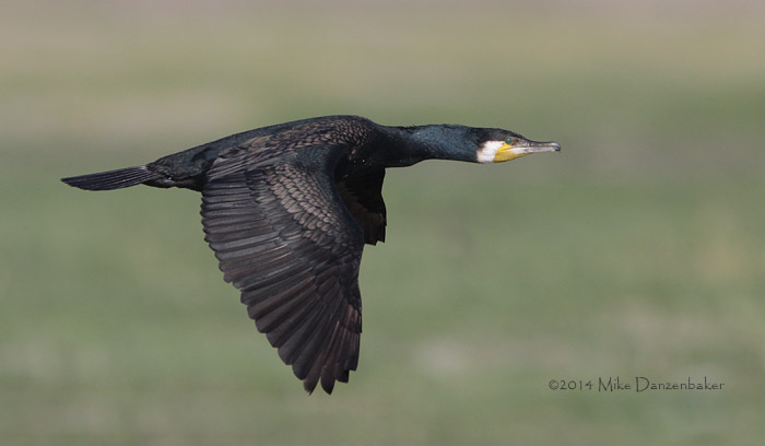 Great Cormorant (Phalacrocorax carbo) photo