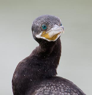 Neotropic Cormorant (Phalacrocorax brasilianus) photo