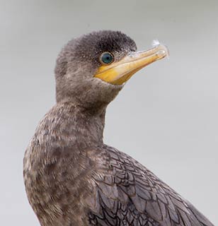Neotropic Cormorant (Phalacrocorax brasilianus) photo
