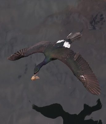 Pelagic Cormorant (Phalacrocorax pelagicus) photo