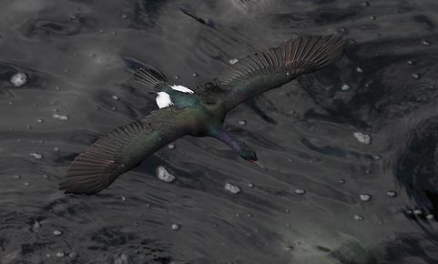 Pelagic Cormorant (Phalacrocorax pelagicus) photo