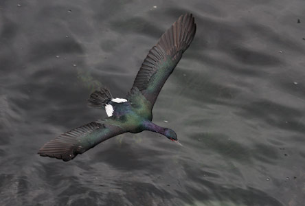 Pelagic Cormorant (Phalacrocorax pelagicus) photo