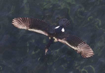 Pelagic Cormorant (Phalacrocorax pelagicus) photo
