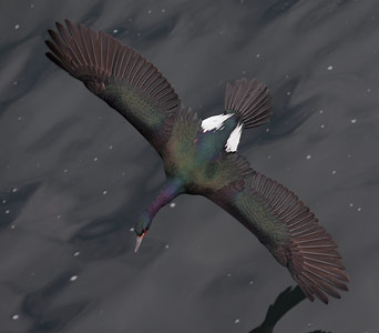 Pelagic Cormorant (Phalacrocorax pelagicus) photo