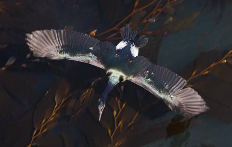 Pelagic Cormorant (Phalacrocorax pelagicus) photo