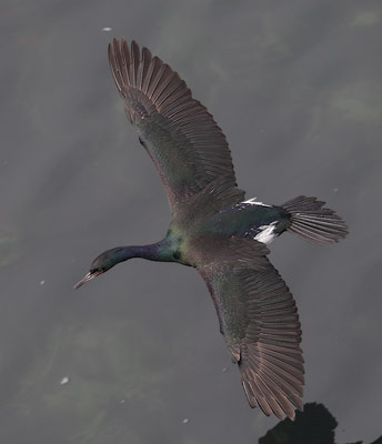 Pelagic Cormorant (Phalacrocorax pelagicus) photo