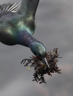 Pelagic Cormorant (Phalacrocorax pelagicus) photo