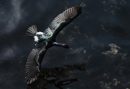 Pelagic Cormorant (Phalacrocorax pelagicus) photo