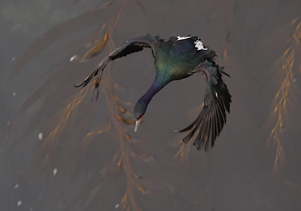 Pelagic Cormorant (Phalacrocorax pelagicus) photo