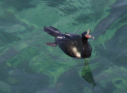 Pelagic Cormorant (Phalacrocorax pelagicus) photo