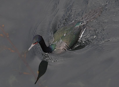 Pelagic Cormorant (Phalacrocorax pelagicus) photo