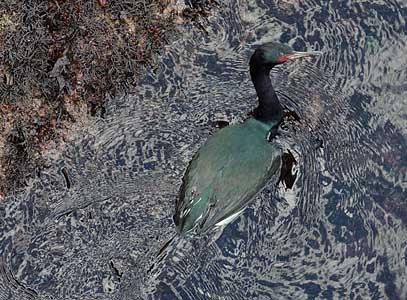 Pelagic Cormorant (Phalacrocorax pelagicus) photo