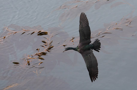 Pelagic Cormorant (Phalacrocorax pelagicus) photo